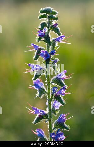 Viper's bugloss oder blueweed Blumen (Echium vulgare). Stockfoto