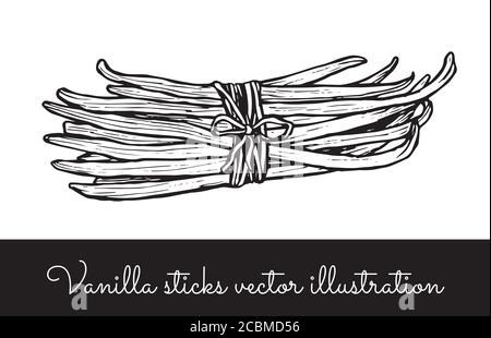 Vintage Vanille Blume und Vanille Sticks Bunches Kollektion Stock Vektor
