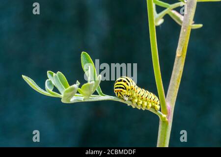 Alte Schwalbenschwanz-Raupe (Papilio machaon). Stockfoto