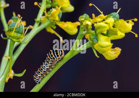 Alte Schwalbenschwanz-Raupe (Papilio machaon). Stockfoto