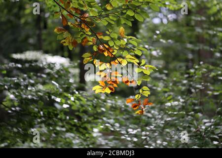 Die ersten Herbstblätter sind im Wald gefärbt Stockfoto