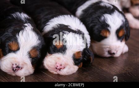 F1 Tri-farbige Miniatur Bernedoodle Welpen liegen auf dem Boden schlafen Stockfoto