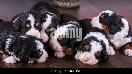 F1 Tri-farbige Miniatur Bernedoodle Welpen liegen auf dem Boden schlafen Stockfoto