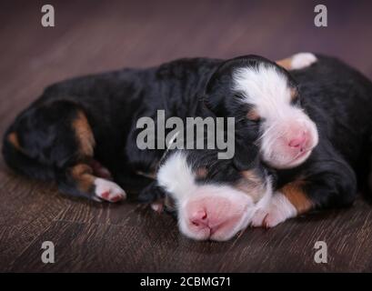 F1 Tri-farbige Miniatur Bernedoodle Welpen liegen auf dem Boden schlafen Stockfoto