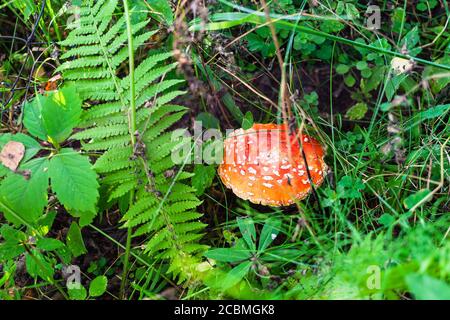 Blick auf Fliegenpilz auf grüner Wiese im Wald in Sommer Stockfoto