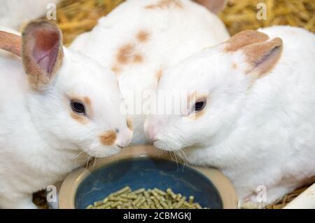 Einheimische weiße und braune Kaninchen essen Pellets in Schüssel Stockfoto
