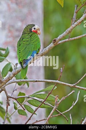 Kubanischer Papagei (Amazona leucocephala leucocephala) Erwachsener auf dem Zweig la Belen, Kuba März Stockfoto