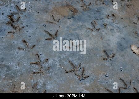 Die Fußabdrücke eines watenden Vogels sind wahrscheinlich ein Reiher in einem Salzmarsch im China Camp State Park in San Rafael, Kalifornien. Stockfoto