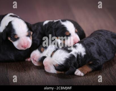 F1 Tri-farbige Miniatur Bernedoodle Welpen liegen auf dem Boden schlafen Stockfoto