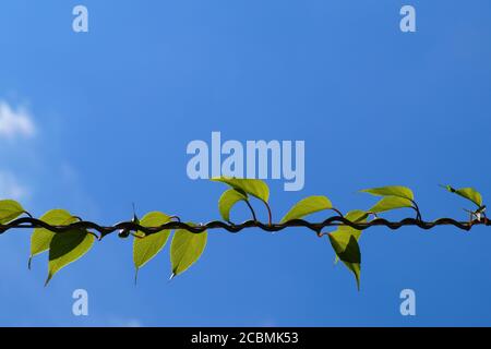 Zweig (Kletterer) von Kiwi. Eine charakteristische Art des Umschlings um einen Ast-Träger. Stockfoto