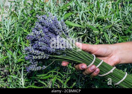 Ein Strauß Lavendelblüten in der Hand einer Frau. Lavendelernte. Stockfoto