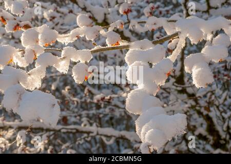 Ein blühender Hasel-Busch ist im Januar in einem Garten in Bellevue, Washington State, USA, mit Schnee bedeckt. Stockfoto