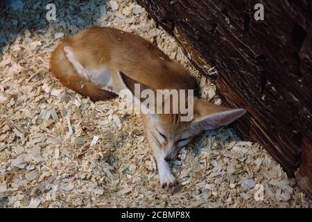 Kleine niedliche schlafen Fennec Fuchs Stockfoto