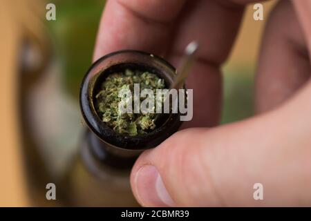 Mann berührt Bong mit geschreddertem Cannabis. Rauchen von Marihuana Stockfoto