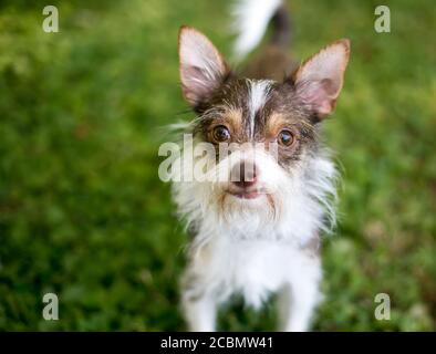 Ein Chihuahua x Wire Fox Terrier Mischlingshund (auch bekannt als Wire Chiwoxy) im Freien, Blick auf die Kamera Stockfoto