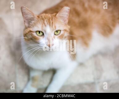 Eine orangefarbene Kurzhaarkatze mit linkem Ohr, die darauf hinweist, dass sie als Teil einer Fallneute ausgespioniert oder ausgekeucht und geimpft wurde Stockfoto