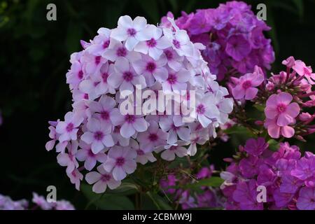 Mehrfarbige phlox auf dem Foto. Phlox paniculata, Herbst Phlox, Garten Phlox, mehrjährig Phlox. Fragment einer Sommer Garten in voller Blüte. Stockfoto