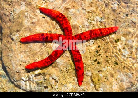 Purple Seestern auch als Langgliedstarfisch, Ophidiaster ophidianus, auf Felsscharten, Mittelmeer, Korfu, Griechenland Stockfoto