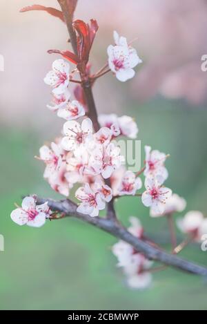 Blühender Apfelbaum Stockfoto