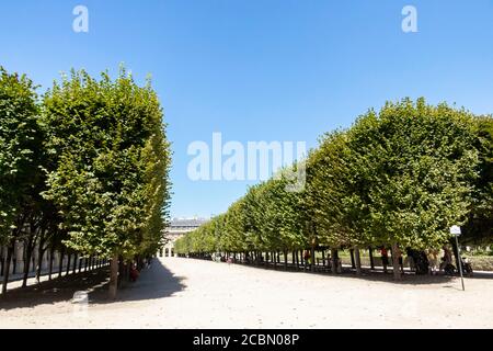 Reihen von Bäumen im Park außerhalb von Fontainebleau Chateau Paris Frankreich Stockfoto