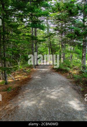 Steinbedeckter Wanderweg im Wald Stockfoto