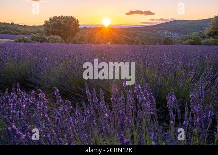 Ardeche Lavendelfelder im Süden Frankreichs bei Sonnenuntergang, Lavendelfelder in Ardeche im Südosten Frankreichs Stockfoto