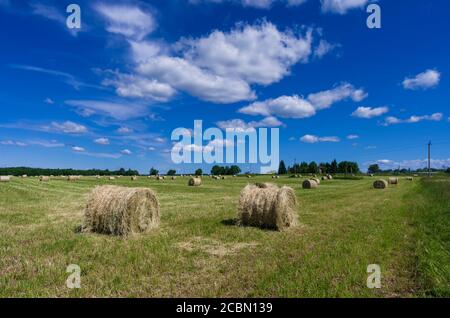 Rollen von gerolltem Heu auf einer grünen Sommerwiese Für Rinder vorbereitet Stockfoto