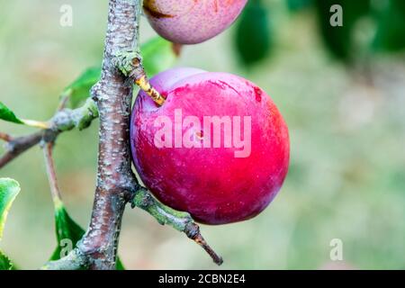 Loch links von Pflaumenmotte Raupe Tunneling in Frucht. Stockfoto