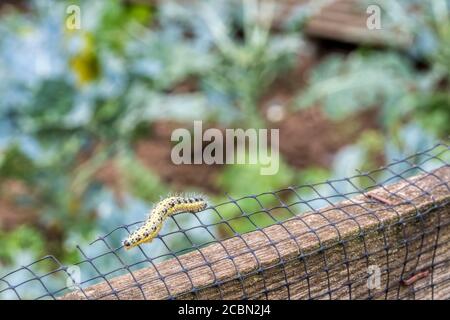 Raupe des großen weißen Schmetterlings, Pieris brassicae, auf Zaun um Kohlpflanzen in einem Garten oder Zuteilung. Stockfoto