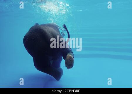 Elefant schwimmt unter Wasser. Thailändischer Elefant im klaren Wassertank mit Spiegeln. Tierschau im Zoo. Stockfoto