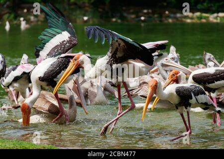 Gruppe von Pelikanen fangen Fische aus dem Fluss des Sees. Pelikan-Vogeltapete , Hintergrund Stockfoto