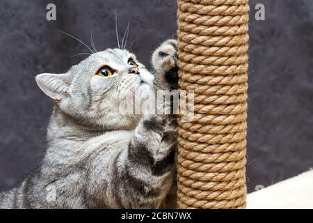 Grau Kurzhaar schottisch gestreifte Katze kratzt einen braunen Pfosten Stockfoto