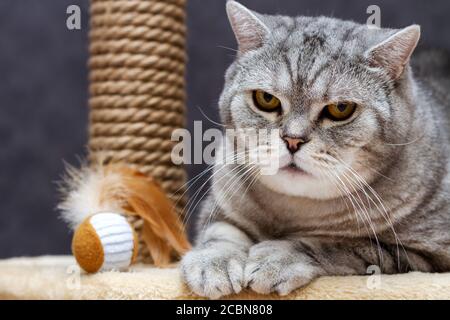 Cute grau shorthair scottish gestreifte Katze Blick auf Kamera Stockfoto