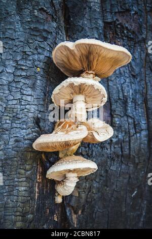 Essbare Pilze wachsen auf einem verbrannten Baum, Neolentinus lepideus Stockfoto