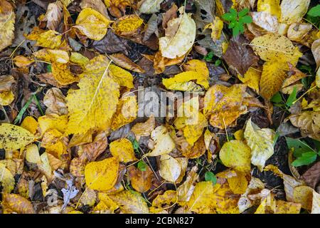 Draufsicht gelb und trocken braun gefallene Blätter liegen auf dem Boden, herbstlicher Hintergrund. Stockfoto
