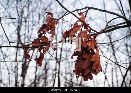 Alte braune trockene Blätter der Eiche, die an einem Zweig in einem Wintertag hängen, selektiver Fokus. Stockfoto