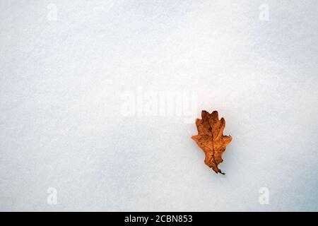 Draufsicht auf trockenes Eichenblatt im Schnee. Speicherplatz kopieren. Stockfoto