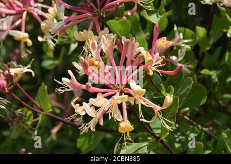 Nahaufnahme von schönen gemeinsamen Geißblatt Blumen in einem Garten Stockfoto