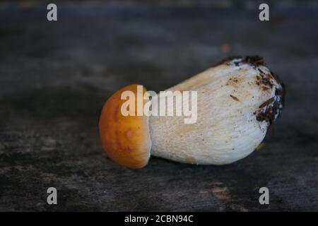 Pilz Boletus über Holzhintergrund. Herbstpilze. Pilze Sammeln. Stockfoto