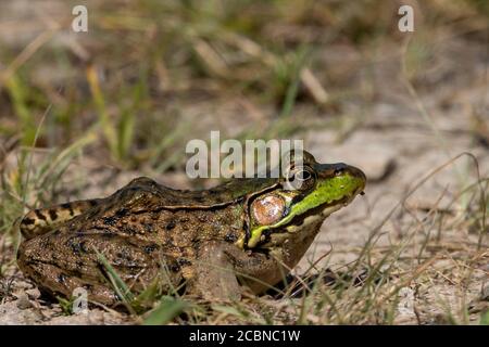 Kanadischer Grüner Frosch auf trockenem felsigen Boden im renaturierten Steinbruch Nahaufnahme Stockfoto