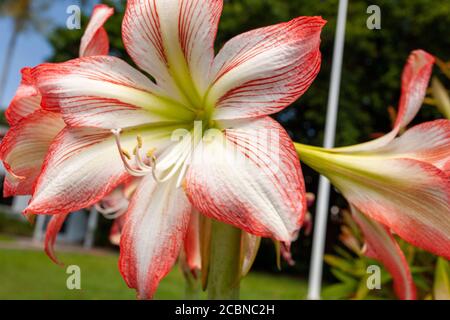 Nahaufnahme einer großen Blume Stockfoto