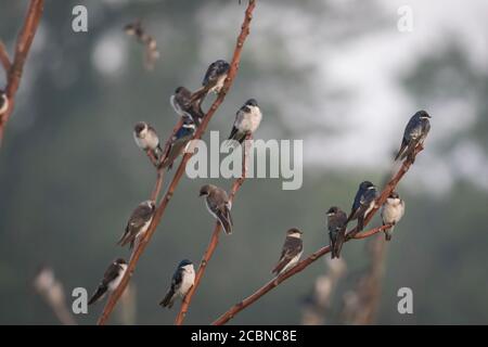 Große Schar von Baumschwalben, Tachycineta bicolor, thront und fliegt auf Ästen in weichen Morgenlicht und Nebel Stockfoto