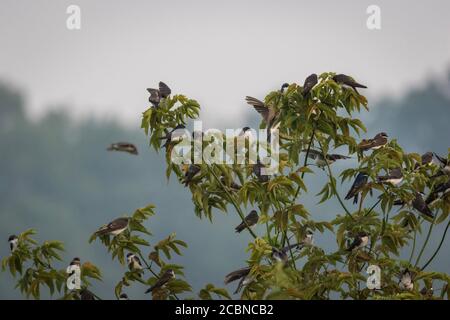 Große Schar von Baumschwalben, Tachycineta bicolor, thront und fliegt auf Ästen in weichen Morgenlicht und Nebel Stockfoto