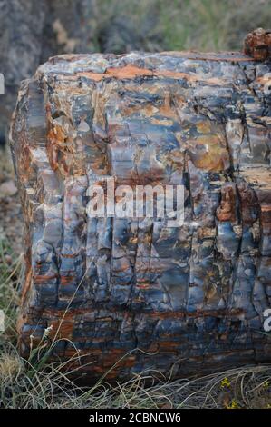 Mehrfarbiger Stein im versteinerten Holz aus nächster Nähe gefunden Der Petrified Forest National Park Stockfoto
