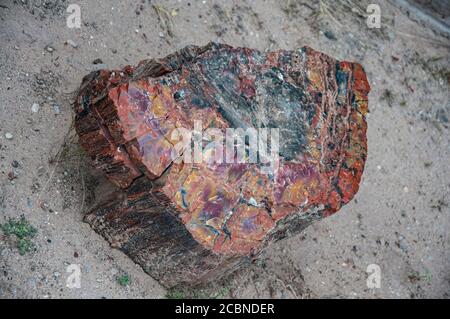 Mehrfarbiger Stein im versteinerten Holz aus nächster Nähe gefunden Der Petrified Forest National Park Stockfoto
