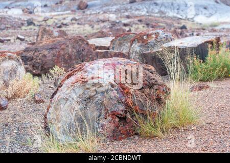 Versteinertes Holz in einem alten Baum, der den Querschnitt des Holzes zeigt, der jetzt Stein ist, ganz in der Nähe im Petrified Forest National Park von Arizona, USA Stockfoto