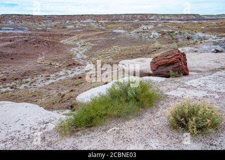 Versteinertes Holz eines alten Baumes aus nächster Nähe und neben Wüstenpflanzen im Petrified Forest National Park von Arizona, USA. Stockfoto