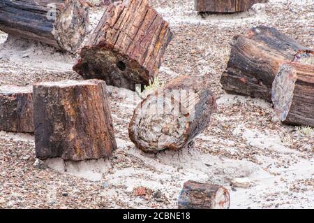 Versteinertes Holz aus nächster Nähe und neben Wüstenpflanzen im Petrified Forest National Park von Arizona, USA. Stockfoto