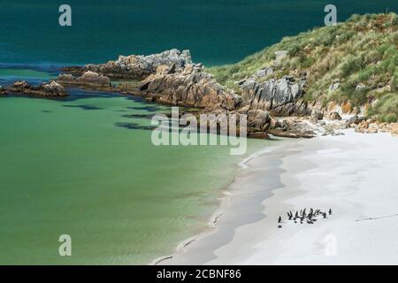 Gipsy Cove and Yorke Bay, Port Stanley, Falkland Islands (Islas Malvinas), Großbritannien Stockfoto