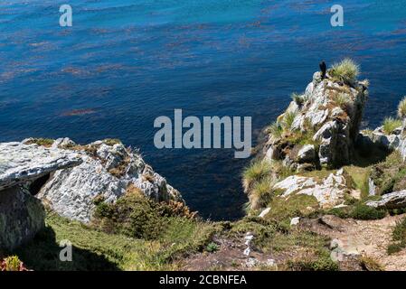 Rocky Terrain at Gipsy Cove, Yorke Bay, Port Stanley, Falkland Islands (Islas Malvinas), Großbritannien Stockfoto